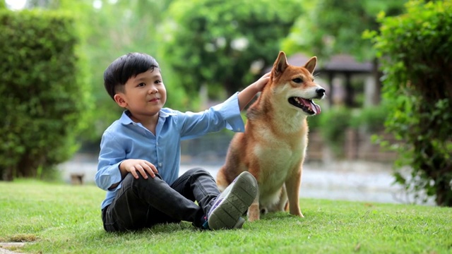 一个亚洲男孩坐下来拥抱一只柴犬。春天在公园里视频素材