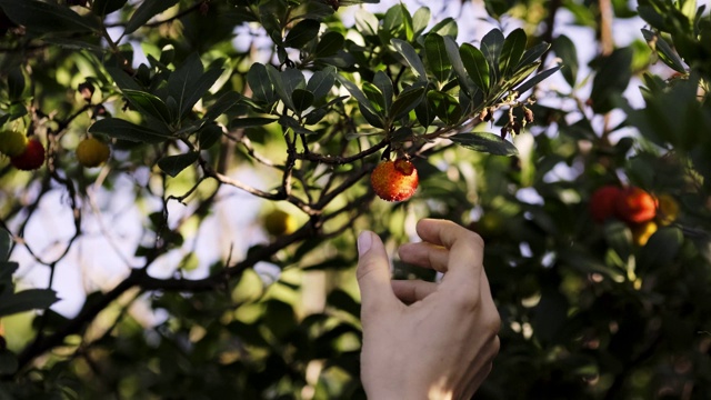 一个女人在自然界中从树枝上采摘红色的野生草莓。视频素材