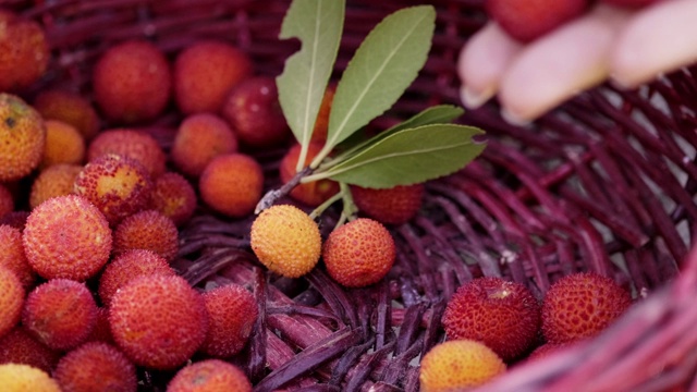 女人收集红色的野生草莓在一个红色的篮子在自然界。视频素材