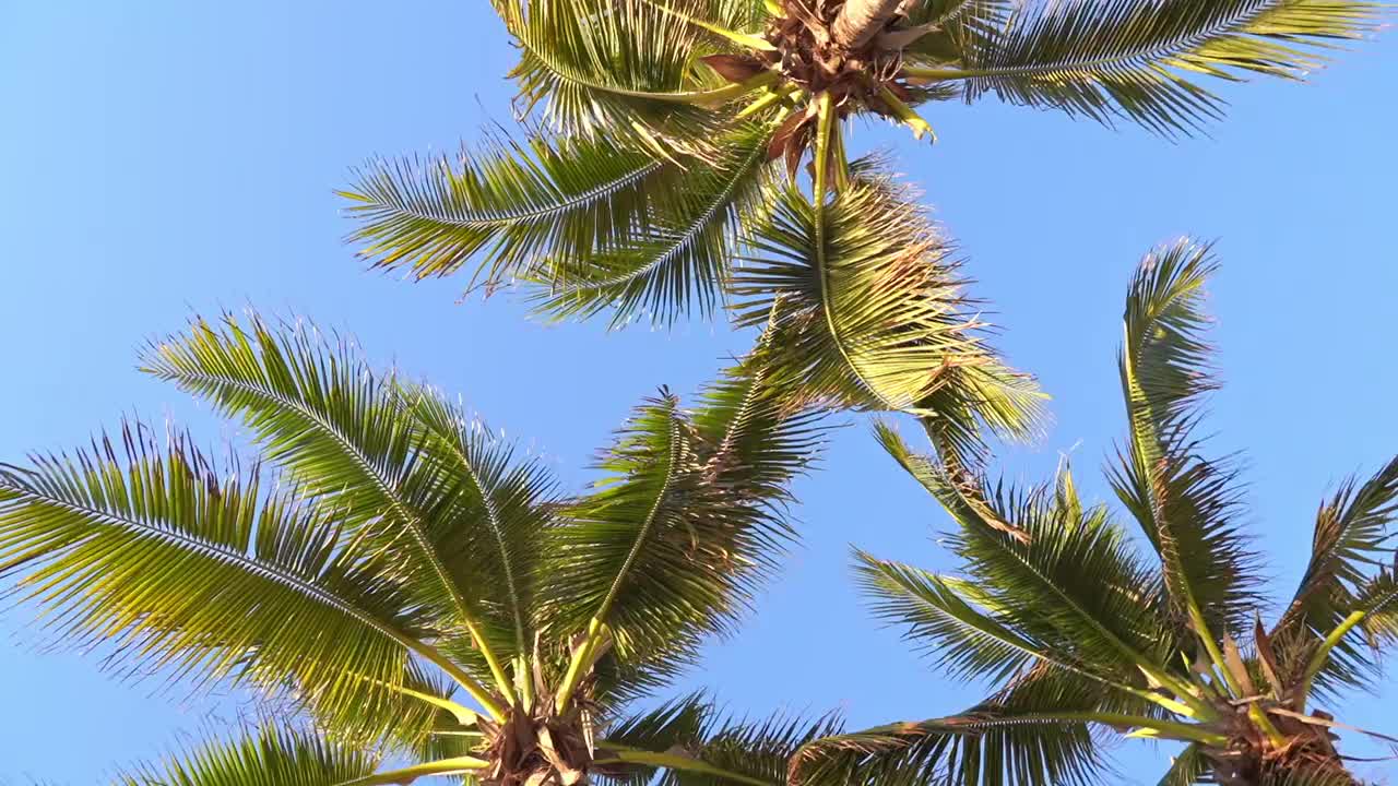 美丽的棕榈树叶子与天空的背景视频下载