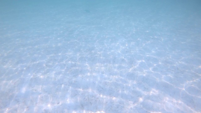 许多小鱼在有沙质地面和反光表面的清澈海水中游泳。视频素材