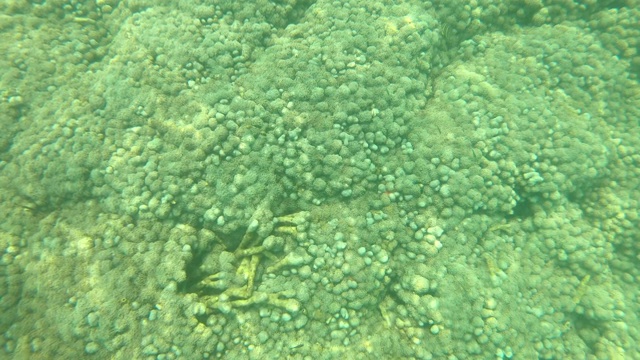 许多小鱼在有珊瑚和反光表面的清澈海水中游泳。视频素材