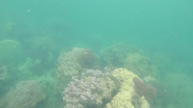 许多小鱼在有沙质海床和珊瑚、反光表面的清澈海水中游泳。视频下载