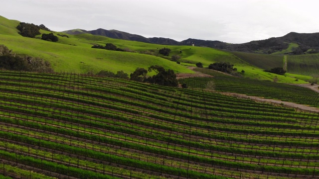 加州的葡萄园视频素材