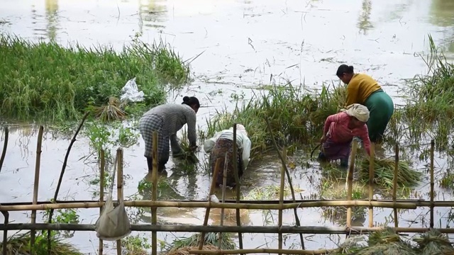 农民在水田中收割稻田视频下载