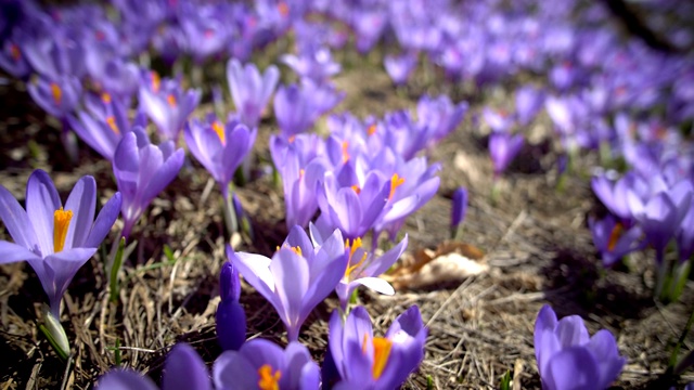 野生紫色番红花的田野视频素材