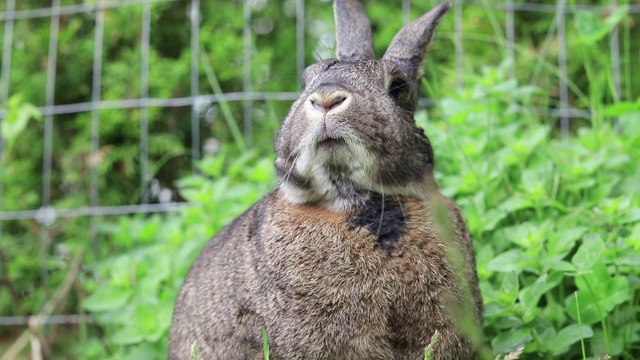 小灰兔在花园里吃绿色的特写嘴可爱视频素材