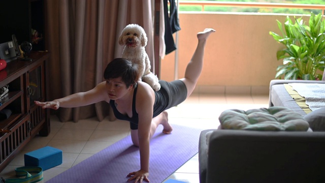 一位亚洲华人中年人在家练习瑜伽，她的玩具狮子狗骚扰她，还舔她的脸视频素材