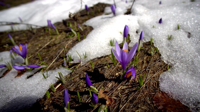 一束蓝色藏红花首场春花绽放在最后一场雪之间视频素材