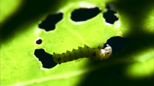 毛虫吃叶子，马来西亚。视频下载