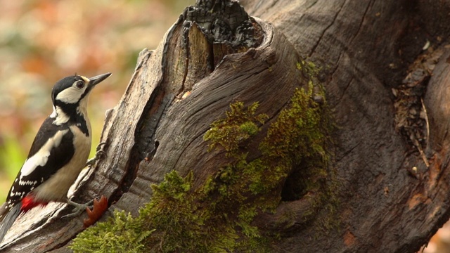 大斑啄木鸟(大斑啄木鸟)树上的成年雌啄木鸟视频下载