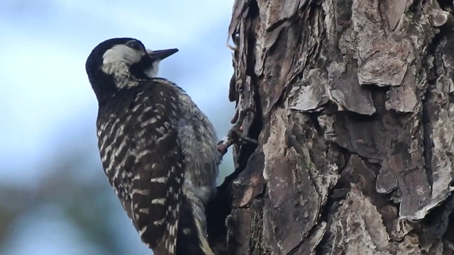 有追踪带的红冠啄木鸟正在啄松树树皮视频下载