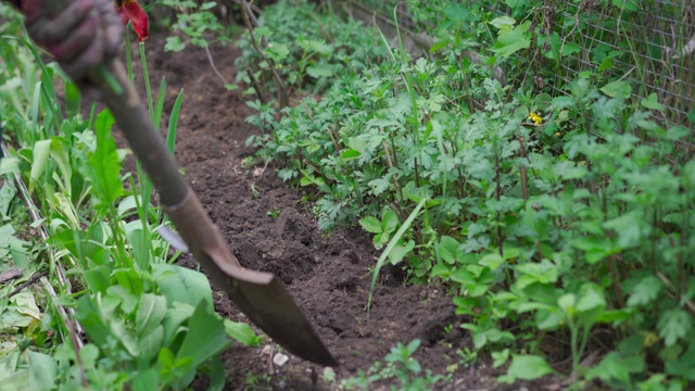 用手挖地，用铲子种植物视频素材