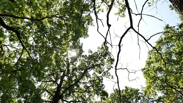 美丽多彩的阳光穿过树枝和绿叶视频素材