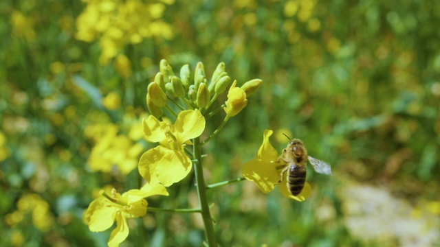 蜜蜂在油菜花中忙碌的慢镜头。在春天的田野里，蜜蜂在黄色油菜花上采集花蜜。大黄蜂在叶子上。极端近距离微距拍摄。盛开的油菜花。视频下载
