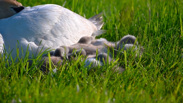 天鹅一家在刈草的草地上休息，天鹅的父母照顾着依偎在天鹅妈妈身边的小天鹅视频素材