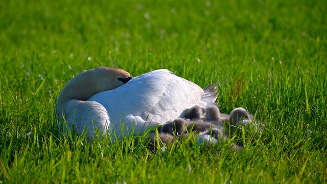 天鹅一家在刈草的草地上休息，天鹅的父母照顾着依偎在天鹅妈妈身边的小天鹅视频素材
