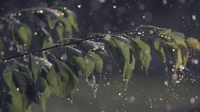 雨水落在果树的叶子上视频素材