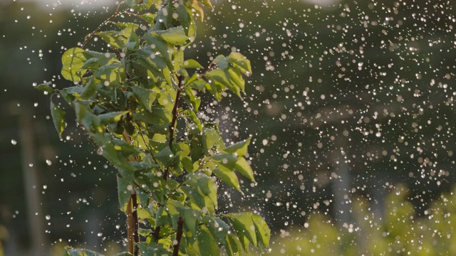 雨落在果园的年轻的绿色果树上视频素材