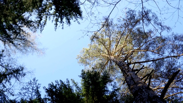 森林中高大的松树视频素材