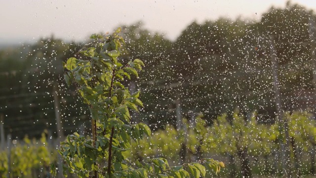 雨水落在果园里的年轻果树上视频素材