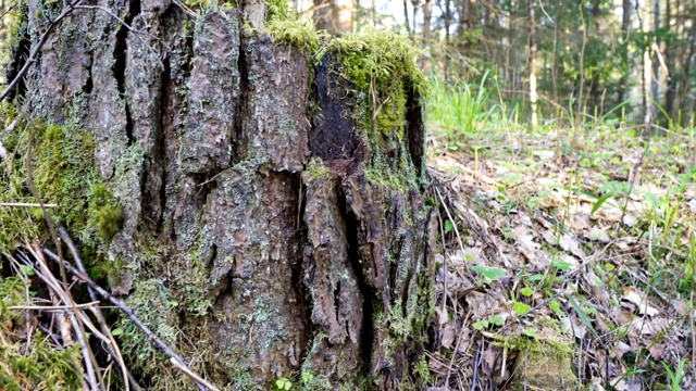 森林里一棵被砍断的松树树干视频素材