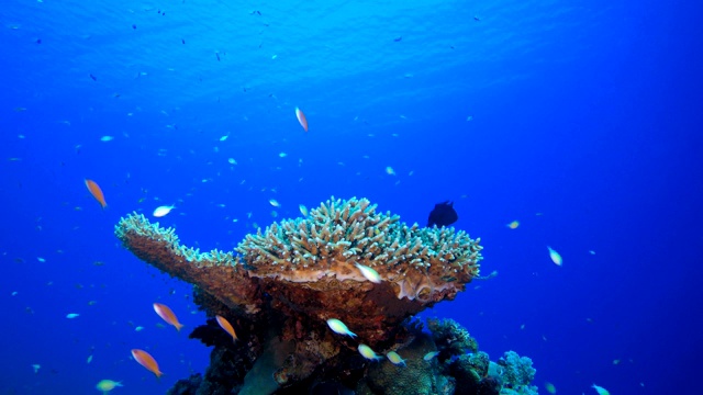 色彩斑斓的热带鱼和珊瑚视频素材