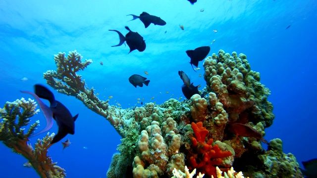 珊瑚园海洋生物海景视频素材