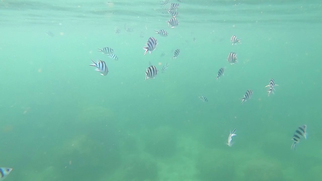 许多小鱼在有沙质海床和珊瑚、反光表面的清澈海水中游泳。视频素材
