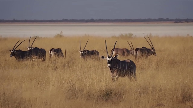 非洲纳米比亚埃托沙国家公园的一群南非羚羊视频素材