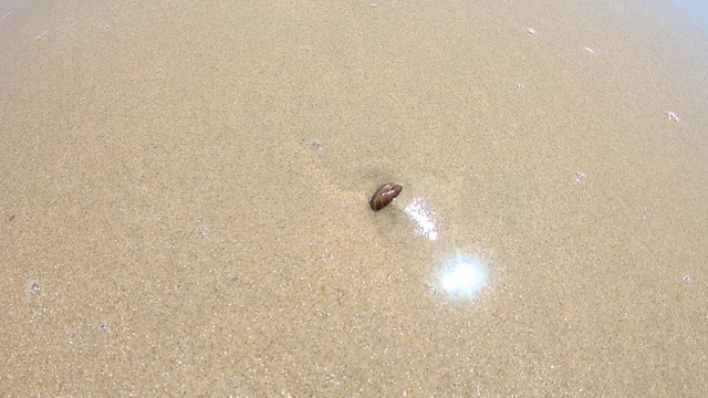 贝壳在沙子和海浪下移动。视频下载