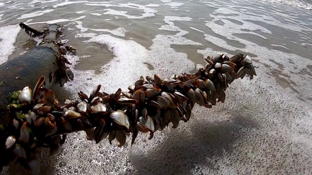 贝壳落在树枝上，海浪拍打着。视频下载