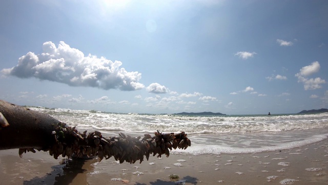 树枝上的贝壳和海浪撞击的背景云在白天的天空中快速移动。视频下载