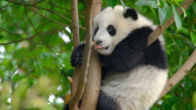 树上的大熊猫幼崽视频素材