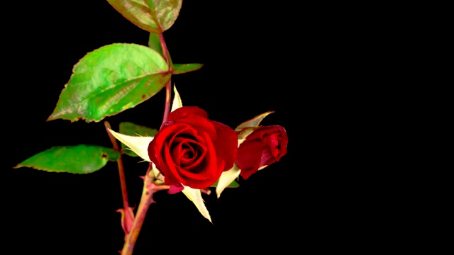 红玫瑰盛开的时光流逝视频下载
