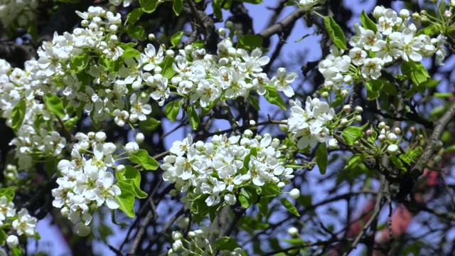 梨花枝。春天盛开的花园。花梨特写。梨花在早春开花。春天白花梨花，树开花视频下载