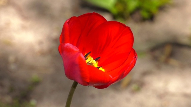 花园里花坛上的红色郁金香。在多层建筑附近的城市花坛上的一株红色郁金香视频下载
