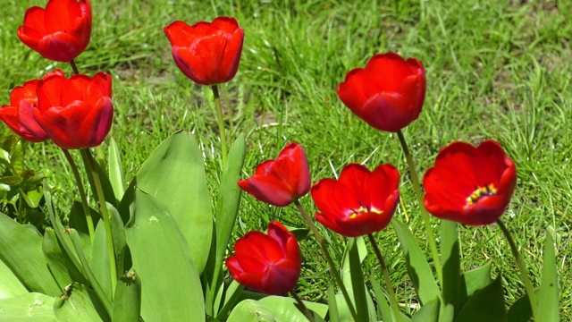 花坛里长着美丽的红色郁金香。绿草背景上的郁金香。春天的风景。公园里的一群红色郁金香。视频下载