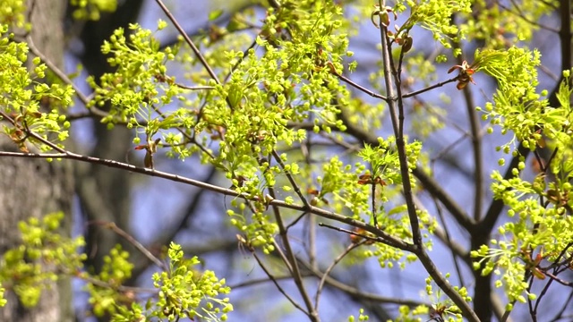 枫叶的枝头在春天盛开着嫩叶，映衬着阳光明媚的蓝天。春天在城市盛开的枫树与蓝天背景在阳光明媚的一天。视频下载