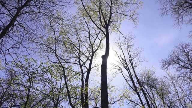 春天在城市盛开的枫树与蓝天背景在阳光明媚的一天。一棵几乎没有开花叶子的枫树的春天的树枝。视频下载