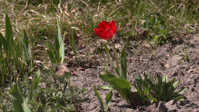 花园里花坛上的红色郁金香。春天的第一朵花。郁金香(Tulipa praestans)。视频下载