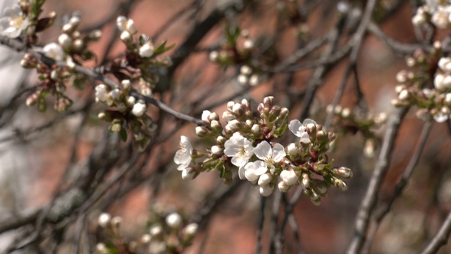 春天的花。美丽的开花的树枝。樱桃和阳光的自然色背景。甜美的白色樱花盛开在樱花树上，樱桃在春天的花园里。盛开的水果树。视频下载