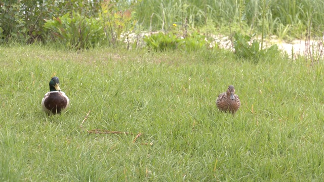 可爱的小鸭。野鸭，雌雄一对，成对地在草地上休息。一对鸭子在池塘边的草地上视频下载
