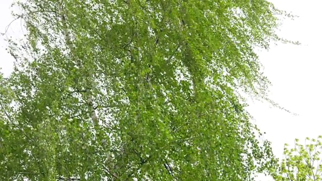 春天，娇嫩的白桦树上长着嫩叶，风摇动着细枝，嫩叶在阳光下对着一棵细树的白色树干闪烁着绿色的光芒。强风使白桦树的树枝摇摆视频下载