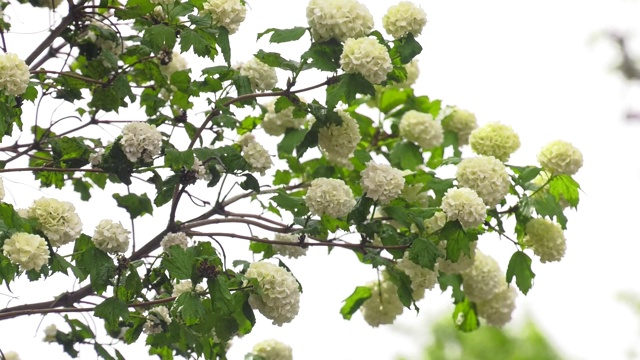 美丽的灌木，有白色的花装饰荚蒾。白荚蒾花序的雪白球。视频下载