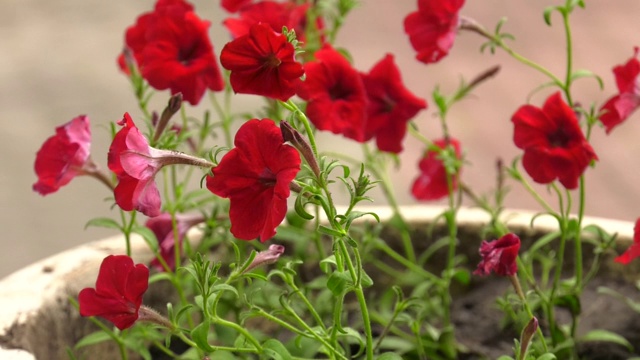 春天有许多红色的花盛开。花园里五颜六色的红色矮牵牛花。美丽的红花盆景为园林景观设计，柔和的焦点。夏天七月花园里的猩红花朵视频下载