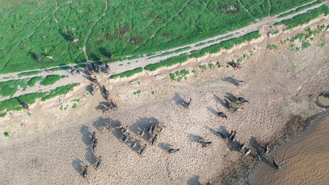 从无人机拍摄的4k鸟瞰图，大群Cape buffalo在doi tao，清迈，泰国跑过吃草视频素材