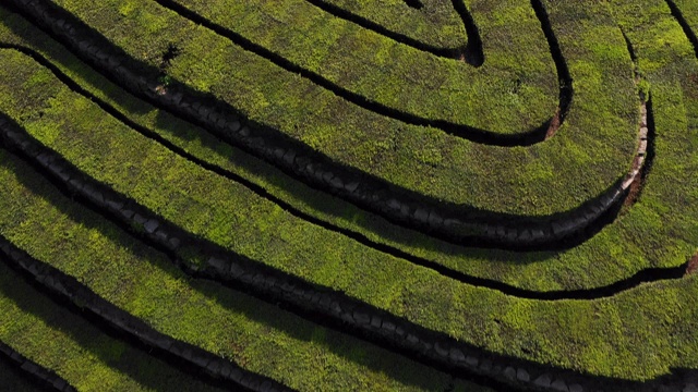 山上绿茶田的鸟瞰图视频素材