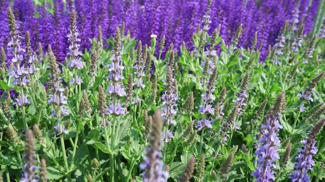 一个花坛，有蓝色的花和紫色的薰衣草随风飘动视频下载