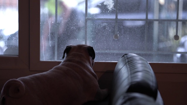 在声音中，可爱的哈巴狗望着打开的窗户等着他的主人，在外面乞讨和吠叫。视频素材
